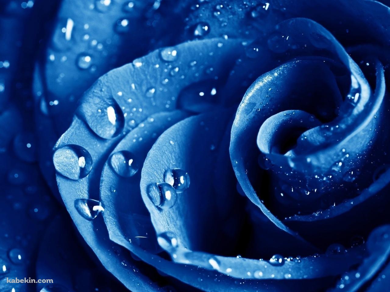 濡れた青い薔薇の壁紙(1280px x 960px) 高画質 PC・デスクトップ用