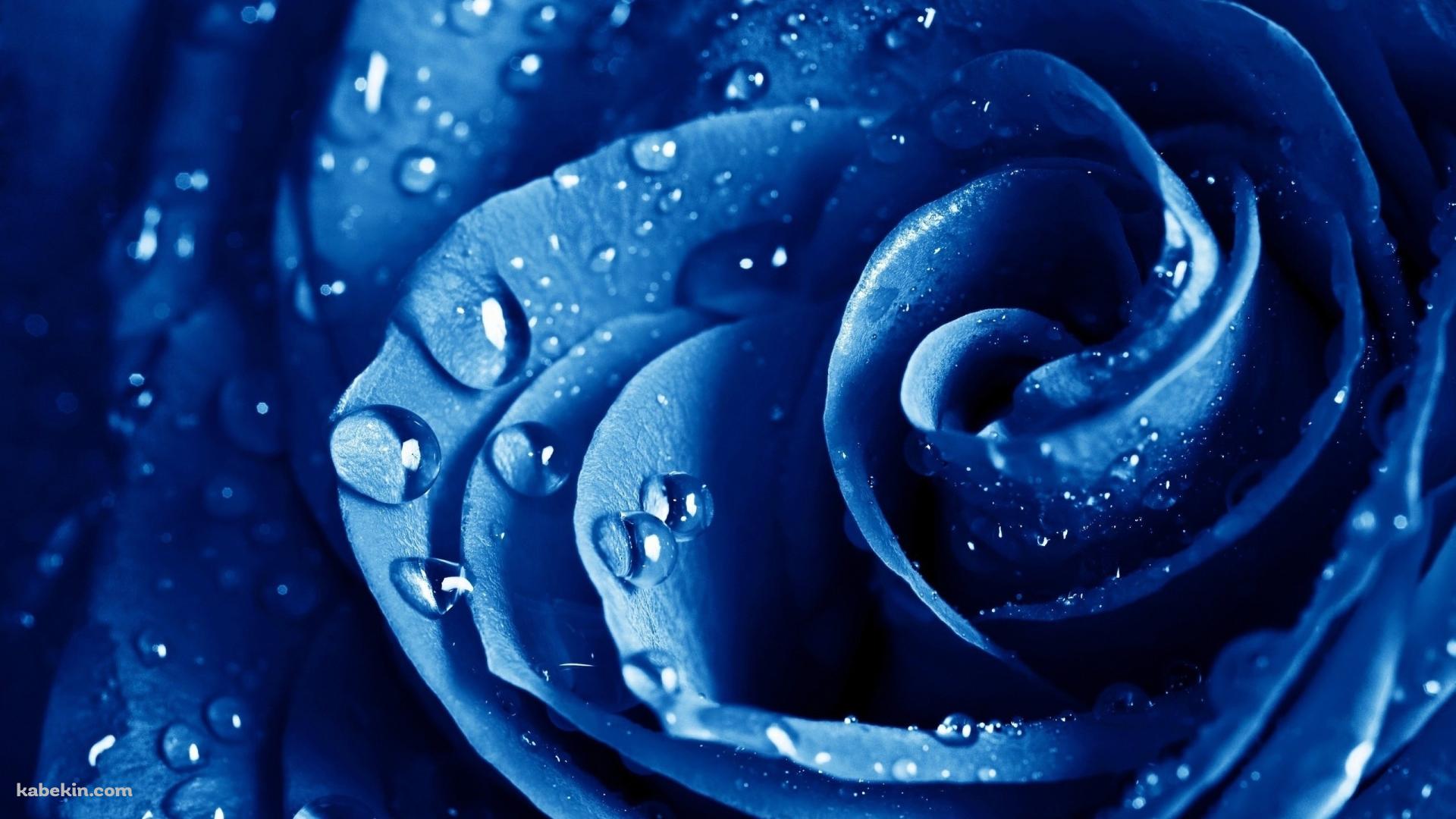 濡れた青い薔薇の壁紙(1920px x 1080px) 高画質 PC・デスクトップ用