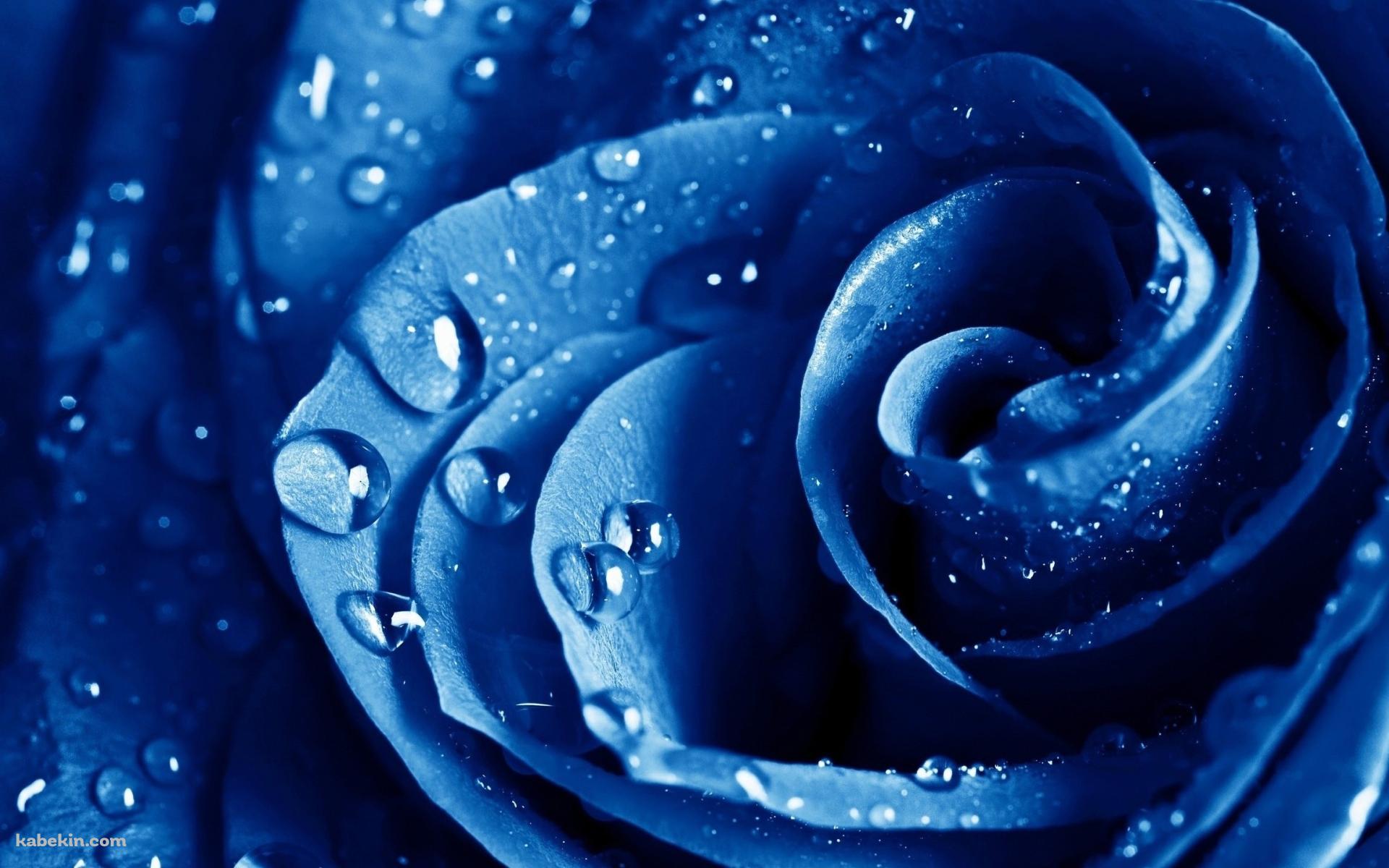 濡れた青い薔薇の壁紙(1920px x 1200px) 高画質 PC・デスクトップ用