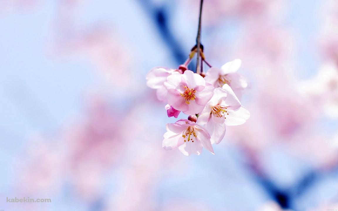 綺麗な桜の花の壁紙(1152px x 720px) 高画質 PC・デスクトップ用