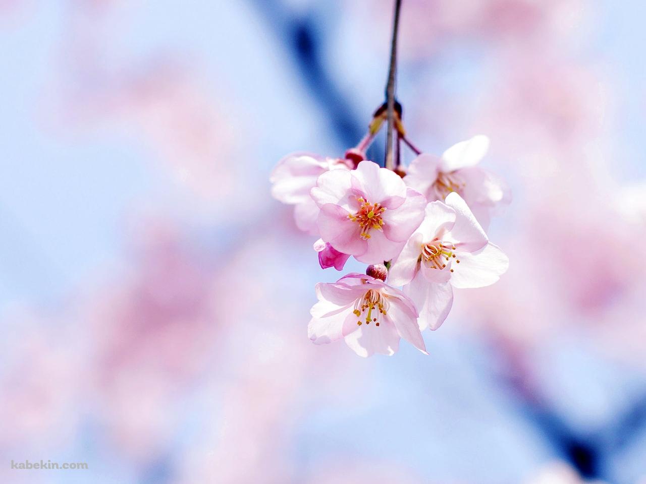 綺麗な桜の花の壁紙(1280px x 960px) 高画質 PC・デスクトップ用