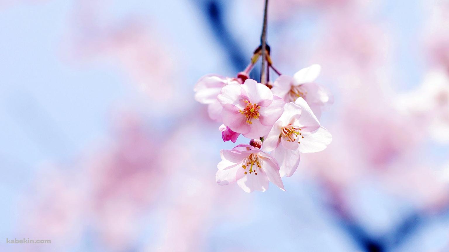 綺麗な桜の花の壁紙(1536px x 864px) 高画質 PC・デスクトップ用