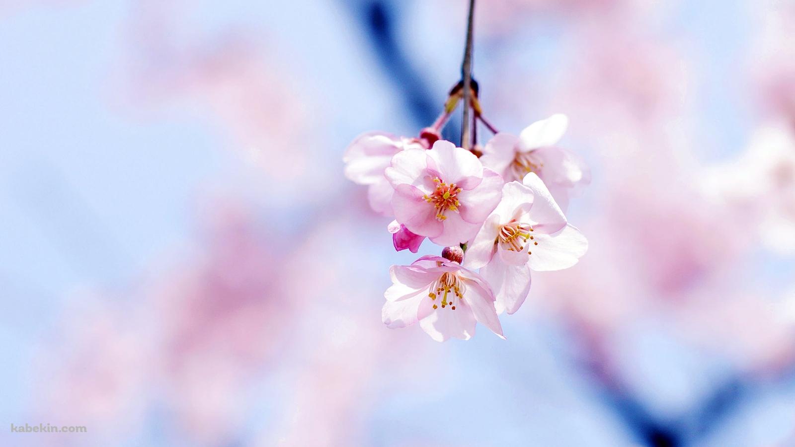 綺麗な桜の花の壁紙(1600px x 900px) 高画質 PC・デスクトップ用