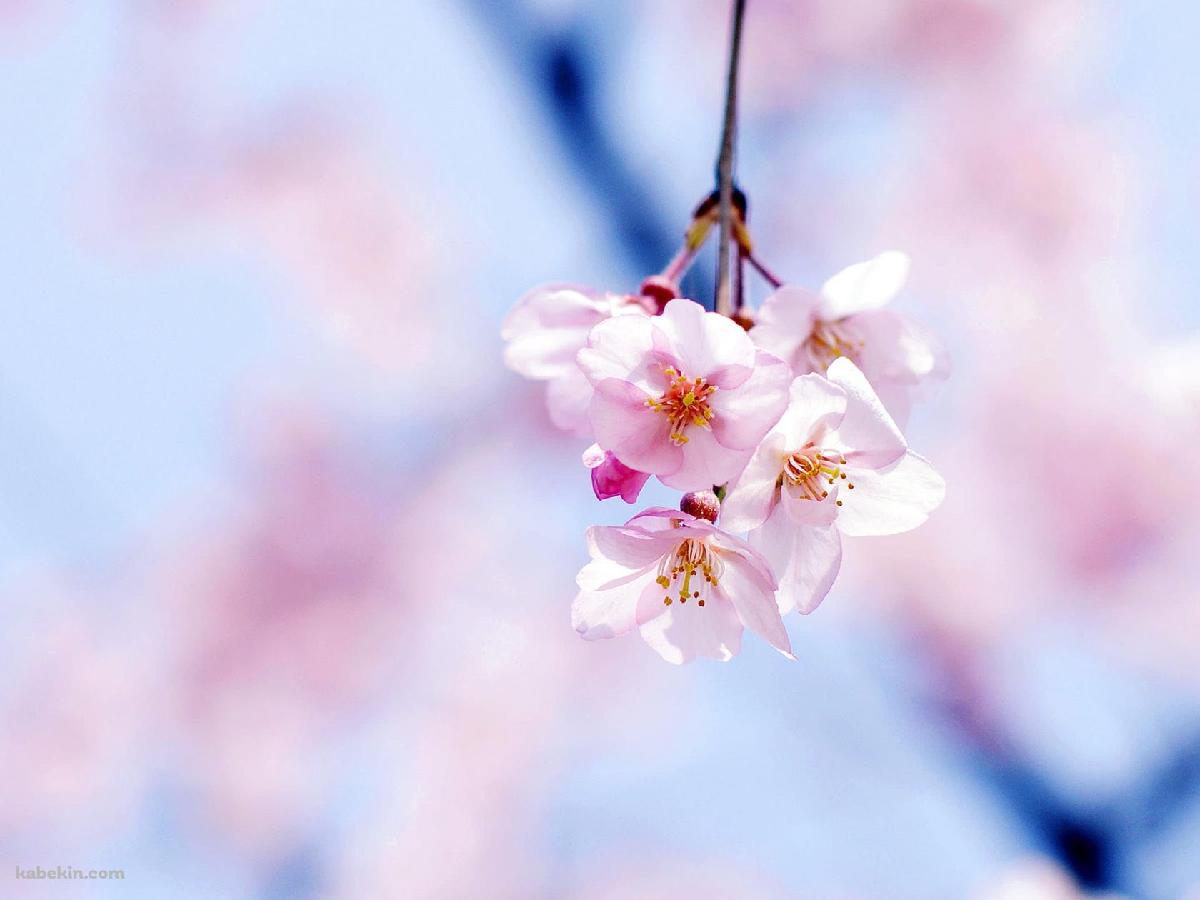 綺麗な桜の花の壁紙(1680px x 1260px) 高画質 PC・デスクトップ用
