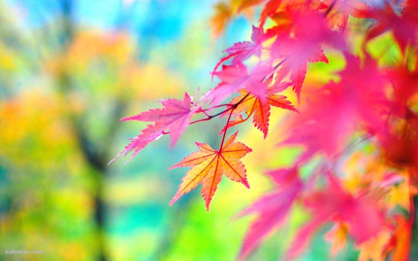 秋の紅葉の壁紙(1680px x 1050px) 高画質 PC・デスクトップ用