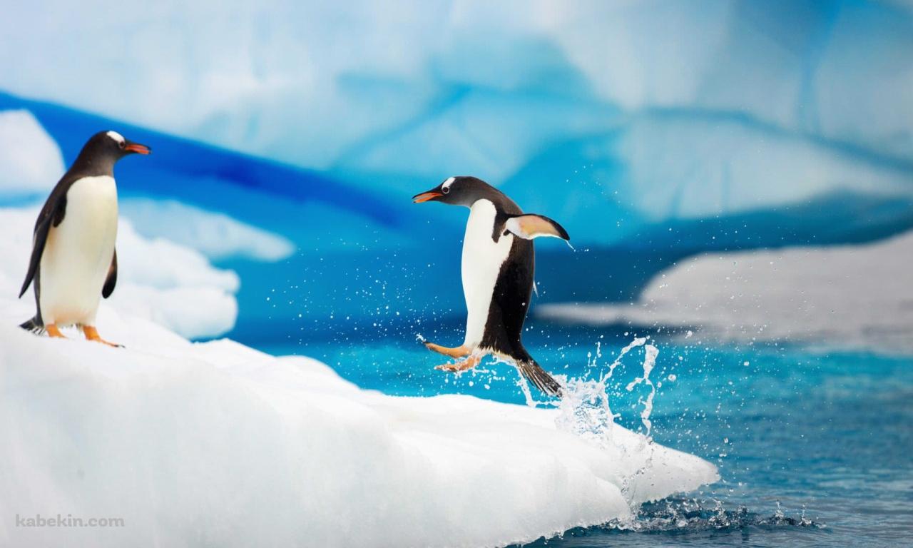 ジャンプして陸にあがるペンギンの壁紙(1280px x 768px) 高画質 PC・デスクトップ用
