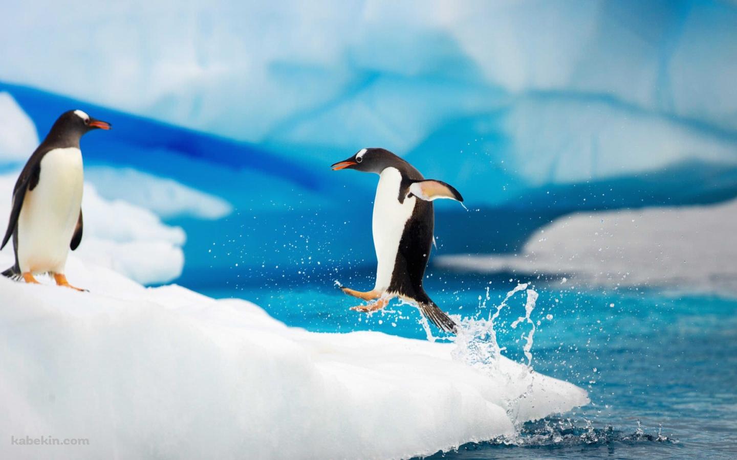 ジャンプして陸にあがるペンギンの壁紙(1440px x 900px) 高画質 PC・デスクトップ用