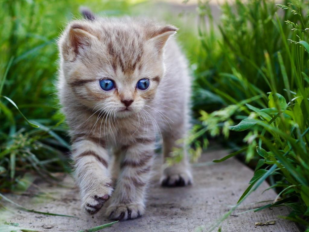 散歩する青い目の子猫の壁紙(1024px x 768px) 高画質 PC・デスクトップ用