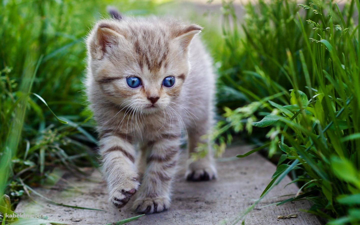 散歩する青い目の子猫の壁紙(1440px x 900px) 高画質 PC・デスクトップ用