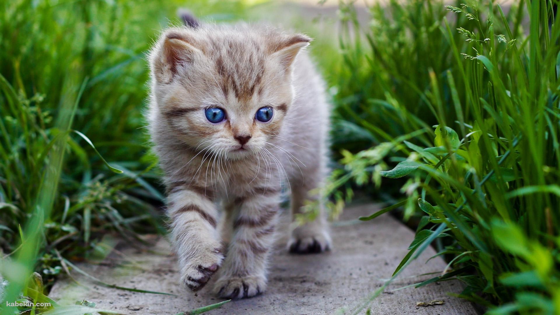 散歩する青い目の子猫の壁紙(1920px x 1080px) 高画質 PC・デスクトップ用