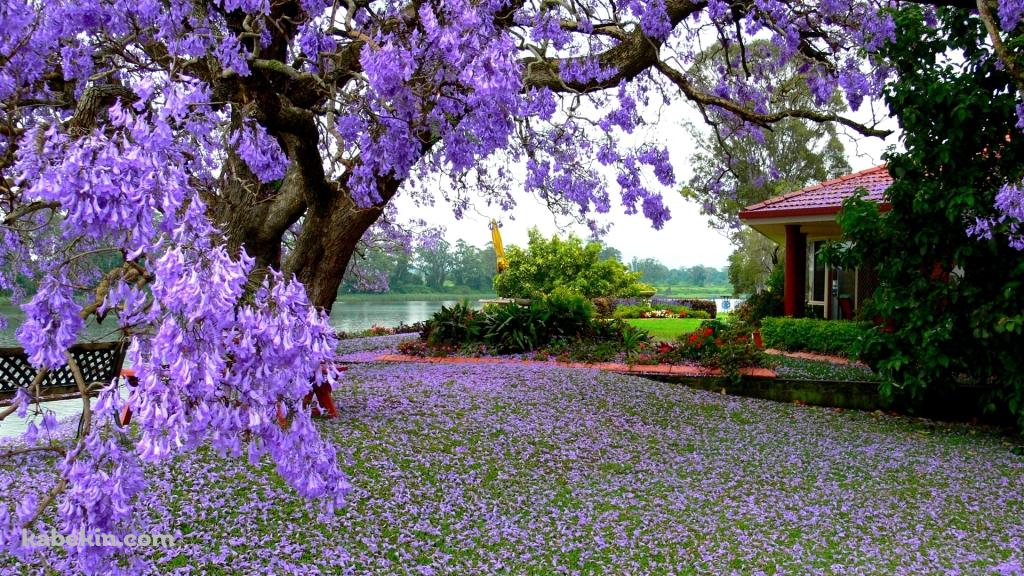 紫の綺麗な花の壁紙(1024px x 576px) 高画質 PC・デスクトップ用