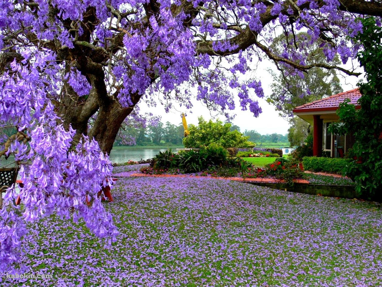紫の綺麗な花の壁紙(1280px x 960px) 高画質 PC・デスクトップ用