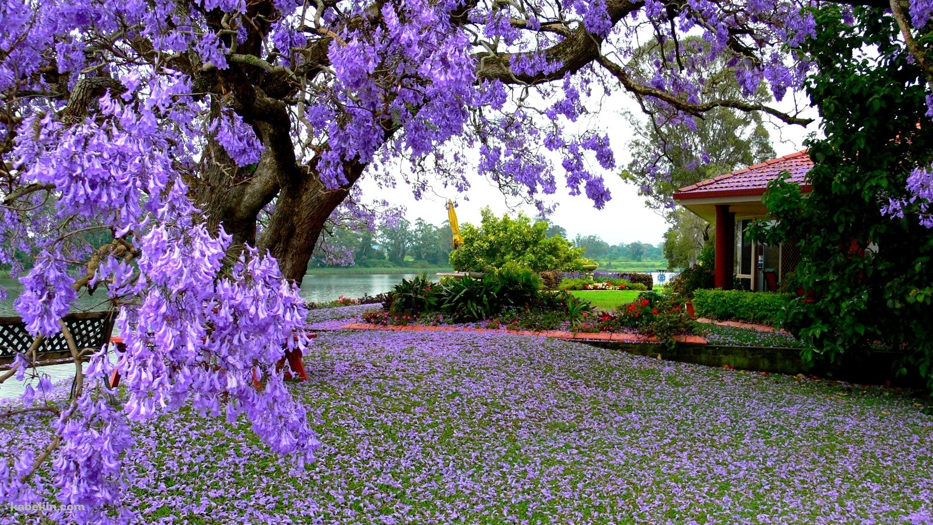 紫の綺麗な花の壁紙(1920px x 1080px) 高画質 PC・デスクトップ用