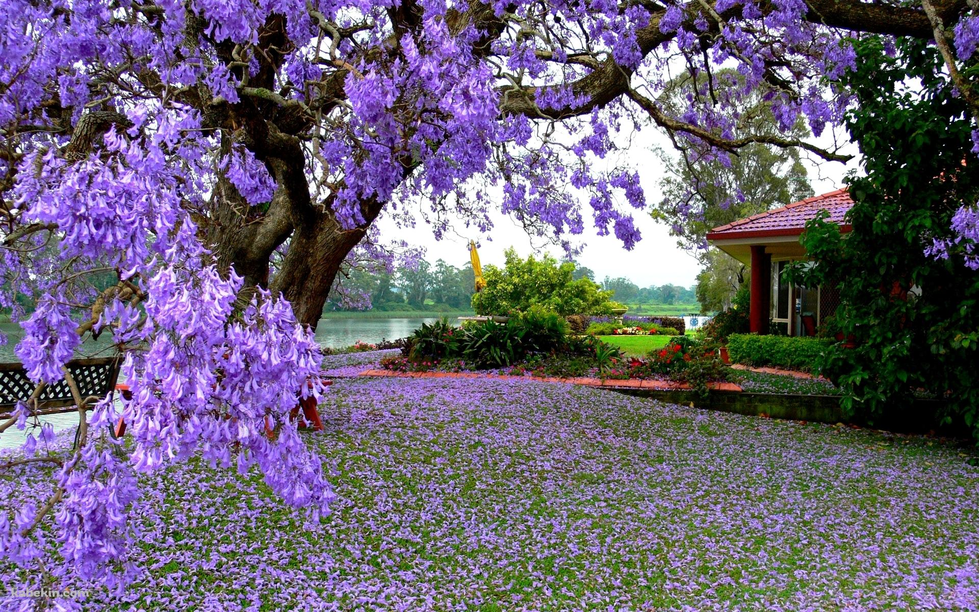 紫の綺麗な花の壁紙(1920px x 1200px) 高画質 PC・デスクトップ用