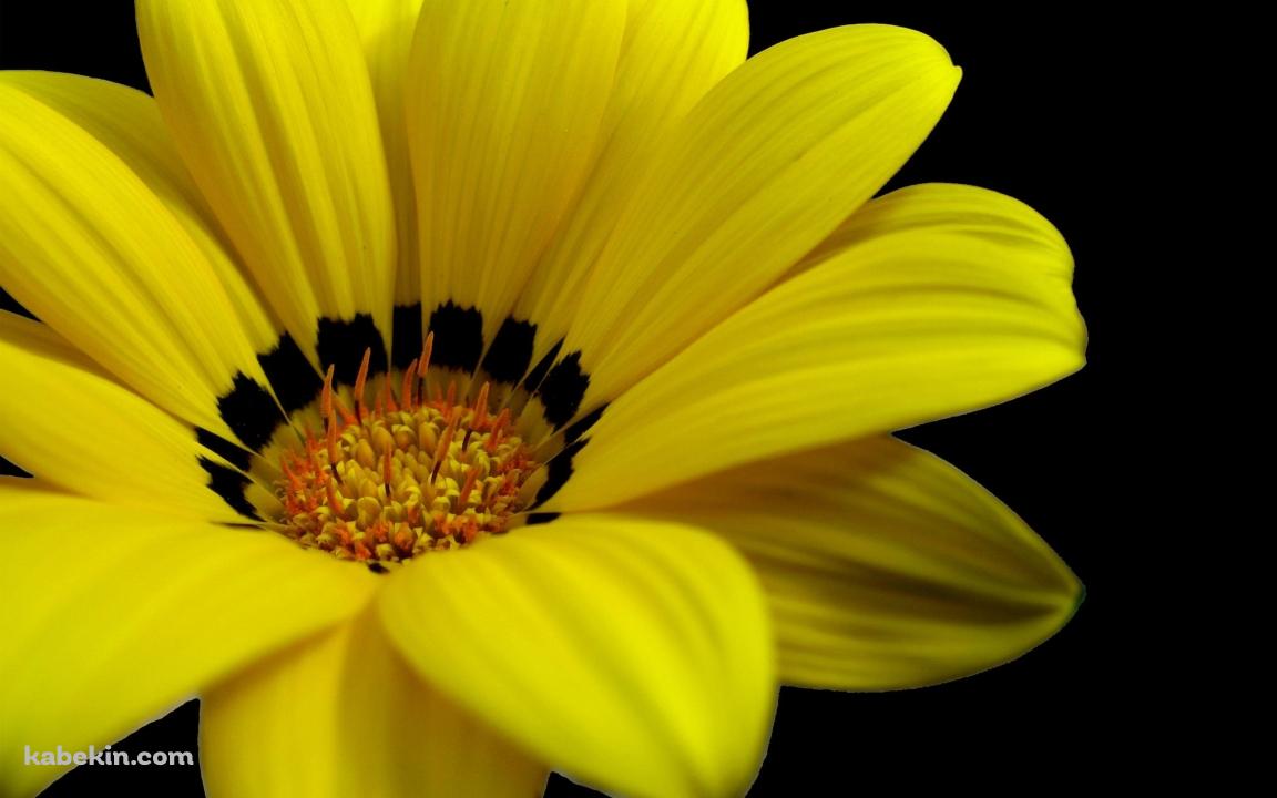 黄色い花の壁紙(1152px x 720px) 高画質 PC・デスクトップ用