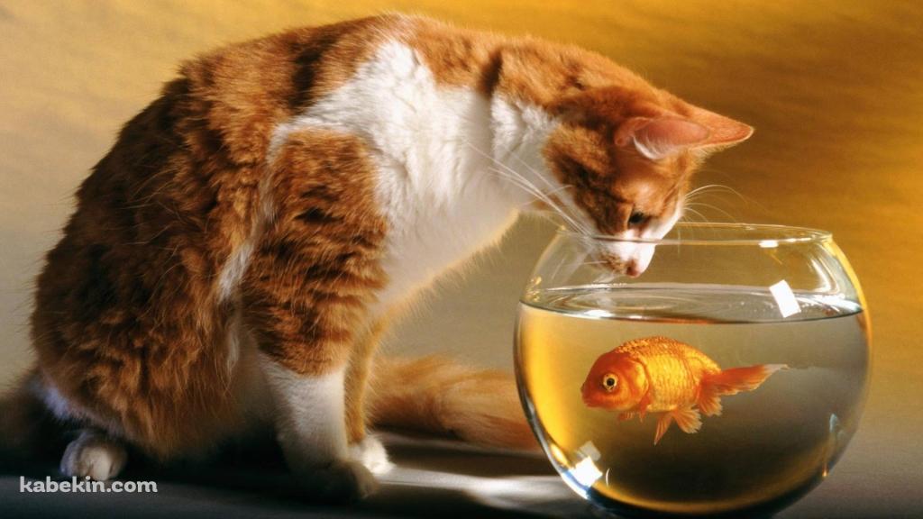猫と金魚の壁紙(1024px x 576px) 高画質 PC・デスクトップ用