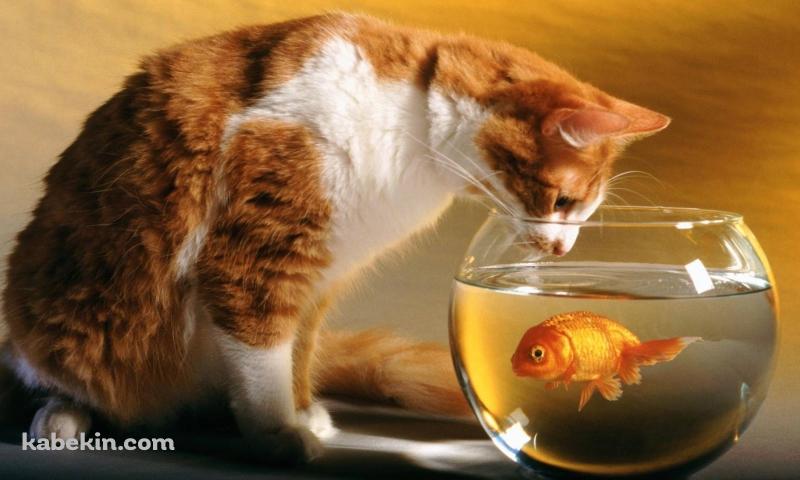 猫と金魚の壁紙(800px x 480px) 高画質 PC・デスクトップ用