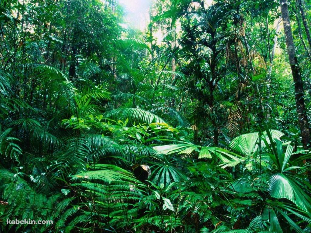 オーストラリア ジャングルの壁紙(1024px x 768px) 高画質 PC・デスクトップ用