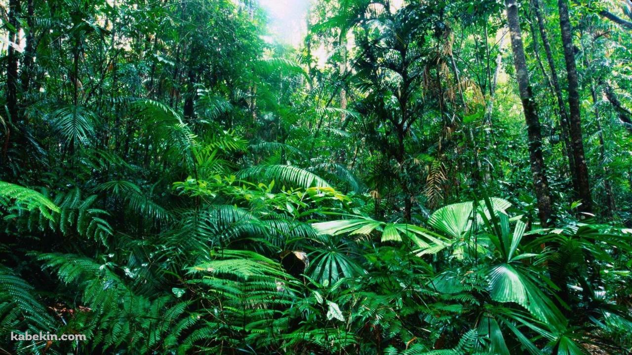 オーストラリア ジャングルの壁紙(1280px x 720px) 高画質 PC・デスクトップ用
