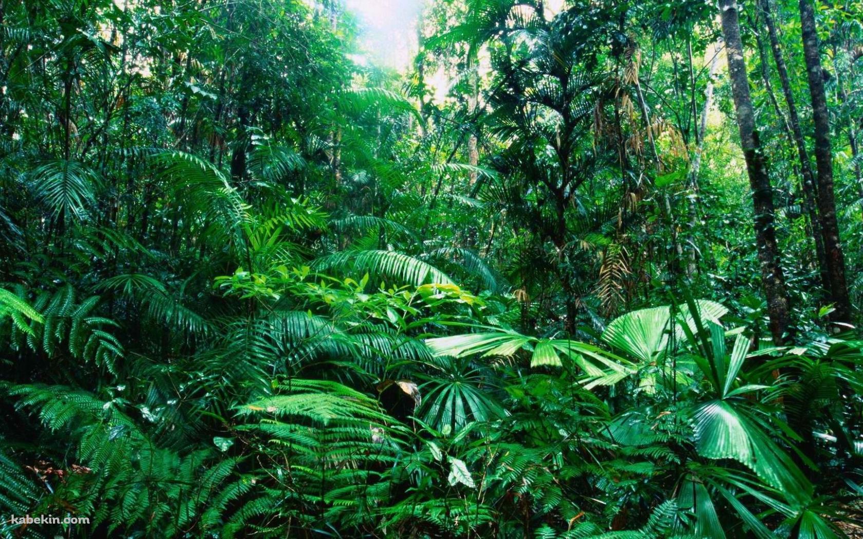 オーストラリア ジャングルの壁紙(1680px x 1050px) 高画質 PC・デスクトップ用
