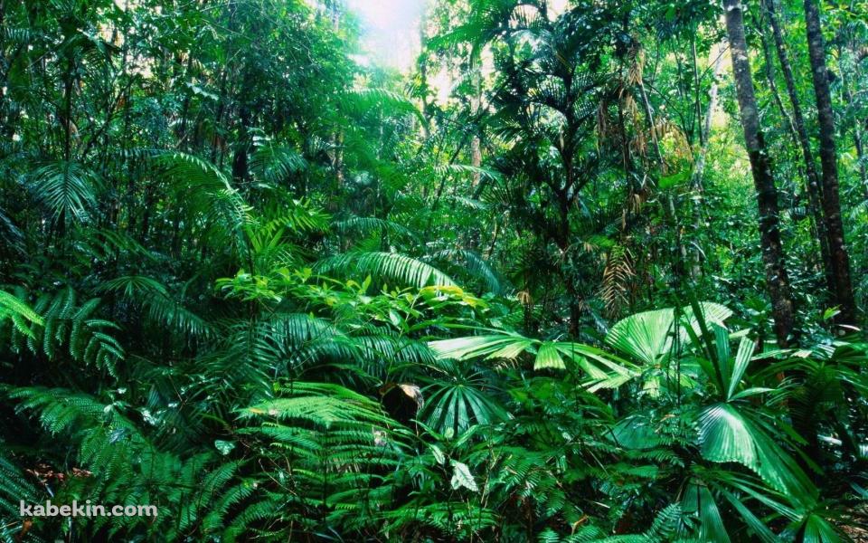 オーストラリア ジャングルの壁紙(960px x 600px) 高画質 PC・デスクトップ用