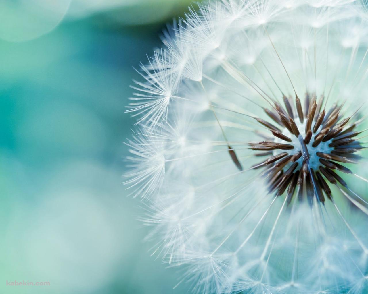 綺麗なタンポポの綿毛の壁紙(1280px x 1024px) 高画質 PC・デスクトップ用