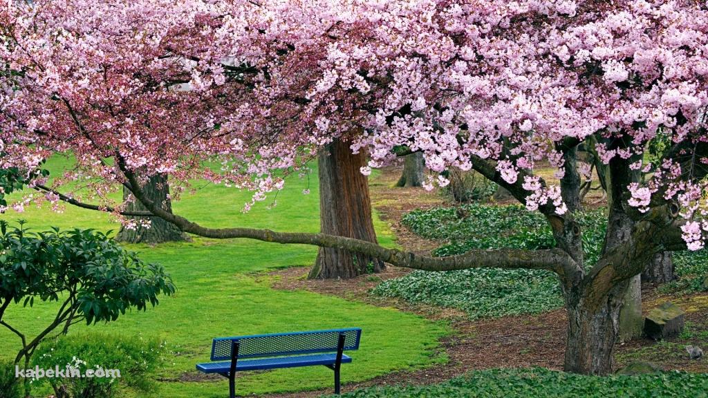 桜がある公園の壁紙(1024px x 576px) 高画質 PC・デスクトップ用