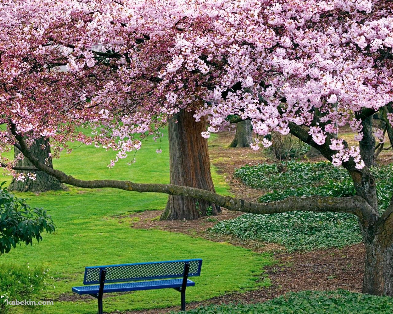 桜がある公園の壁紙(1280px x 1024px) 高画質 PC・デスクトップ用