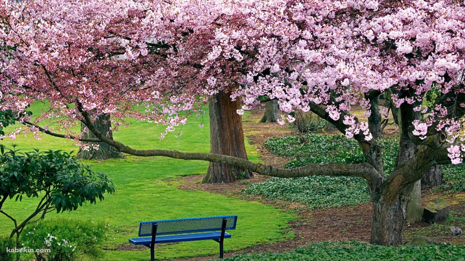 桜がある公園の壁紙(1600px x 900px) 高画質 PC・デスクトップ用
