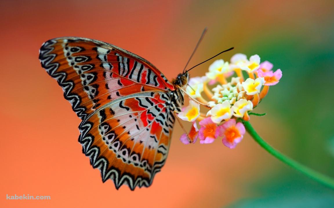 ピンクの花とオレンジの蝶の壁紙(1152px x 720px) 高画質 PC・デスクトップ用