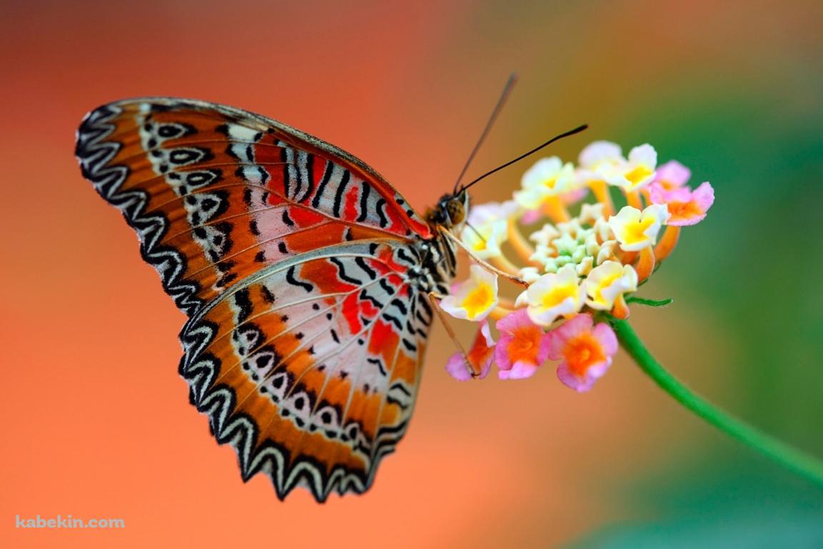 ピンクの花とオレンジの蝶の壁紙(1152px x 768px) 高画質 PC・デスクトップ用