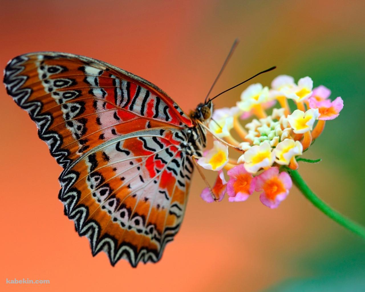 ピンクの花とオレンジの蝶の壁紙(1280px x 1024px) 高画質 PC・デスクトップ用