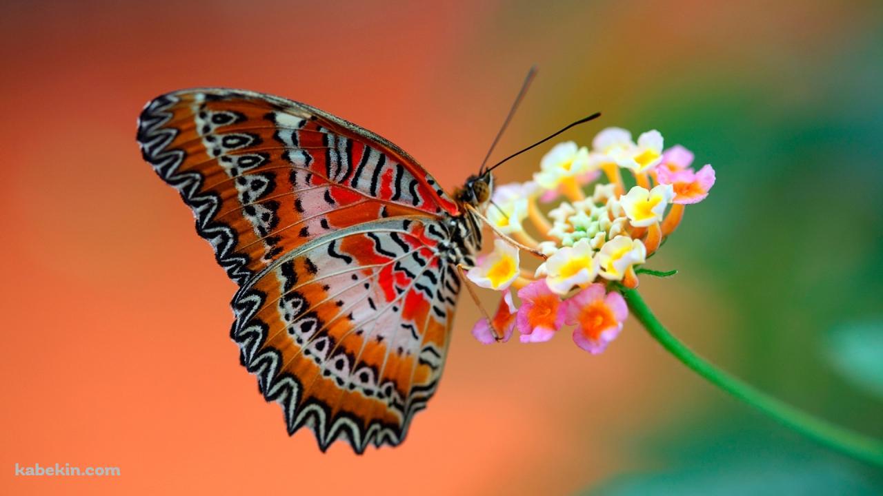 ピンクの花とオレンジの蝶の壁紙(1280px x 720px) 高画質 PC・デスクトップ用