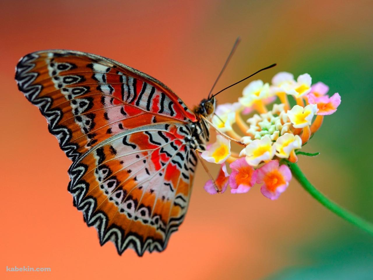 ピンクの花とオレンジの蝶の壁紙(1280px x 960px) 高画質 PC・デスクトップ用
