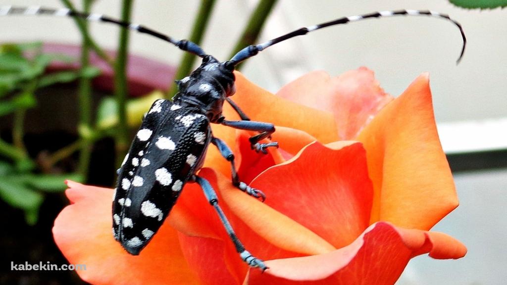 黒いカミキリムシの壁紙(1024px x 576px) 高画質 PC・デスクトップ用