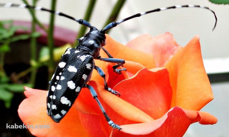 黒いカミキリムシの壁紙(800px x 480px) 高画質 PC・デスクトップ用