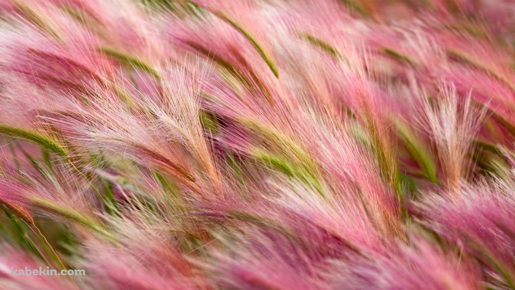ピンクの草の壁紙(1051px x 591px) 高画質 PC・デスクトップ用