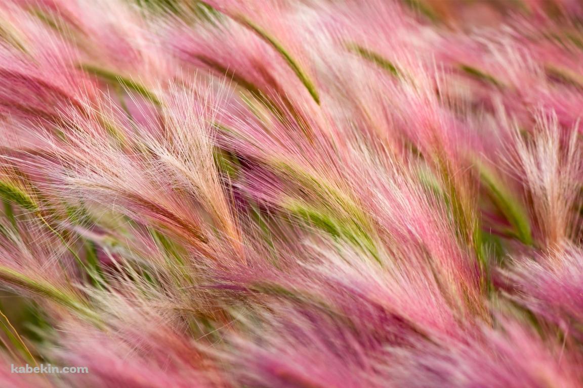 ピンクの草の壁紙(1152px x 768px) 高画質 PC・デスクトップ用
