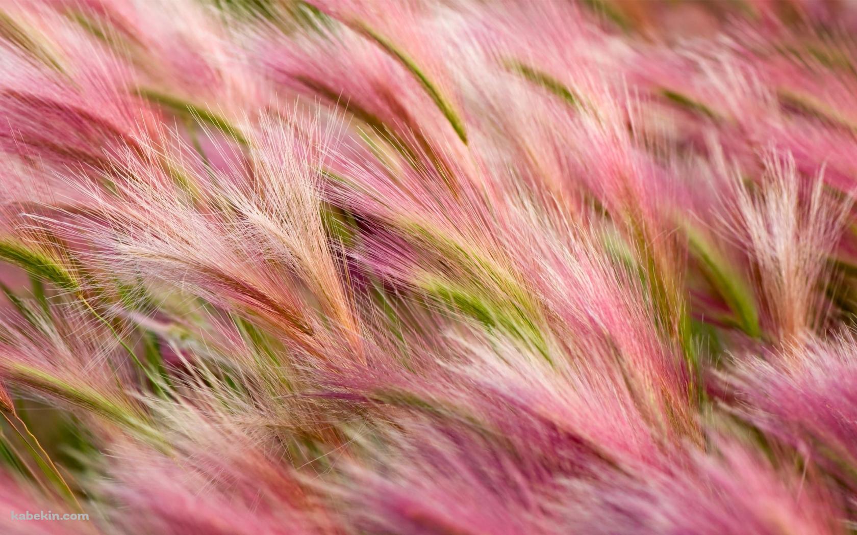 ピンクの草の壁紙(1680px x 1050px) 高画質 PC・デスクトップ用
