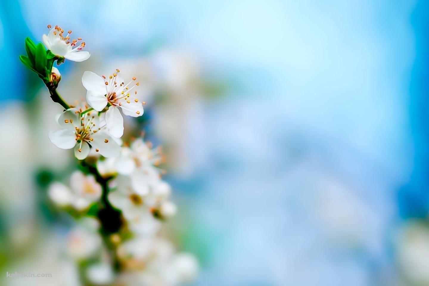 林檎の花の壁紙(1440px x 960px) 高画質 PC・デスクトップ用