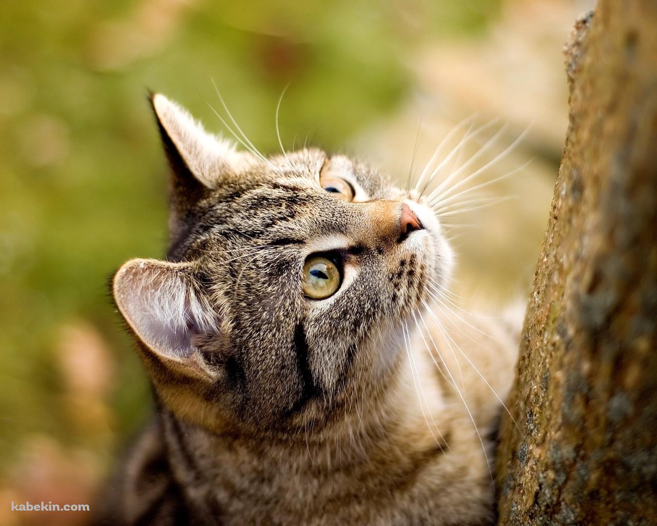 見上げる猫の壁紙(1280px x 1024px) 高画質 PC・デスクトップ用