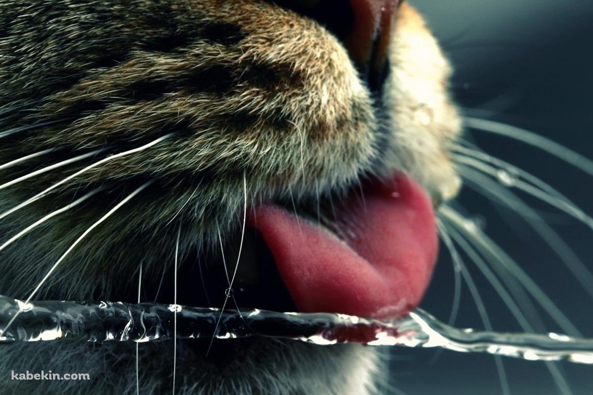 水を飲む猫の舌の壁紙(1152px x 768px) 高画質 PC・デスクトップ用