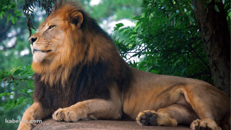 動物園のライオンの壁紙(960px x 540px) 高画質 PC・デスクトップ用