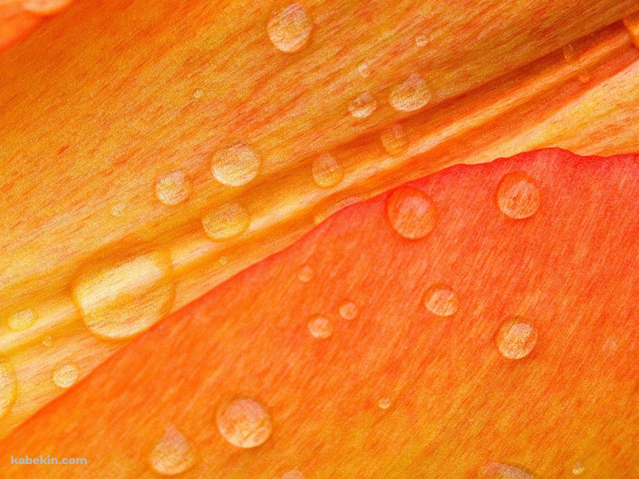 水滴のついたオレンジの花の壁紙(1280px x 960px) 高画質 PC・デスクトップ用