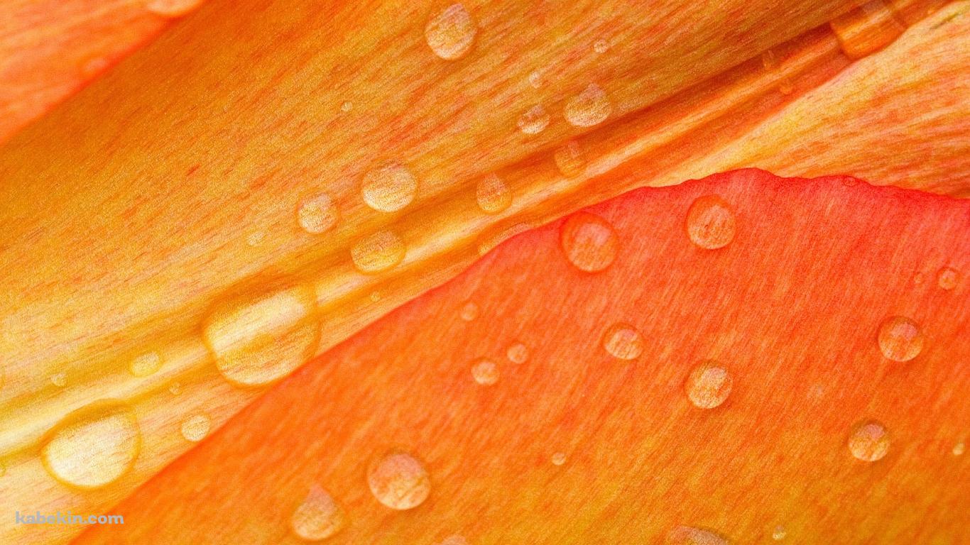 水滴のついたオレンジの花の壁紙(1366px x 768px) 高画質 PC・デスクトップ用