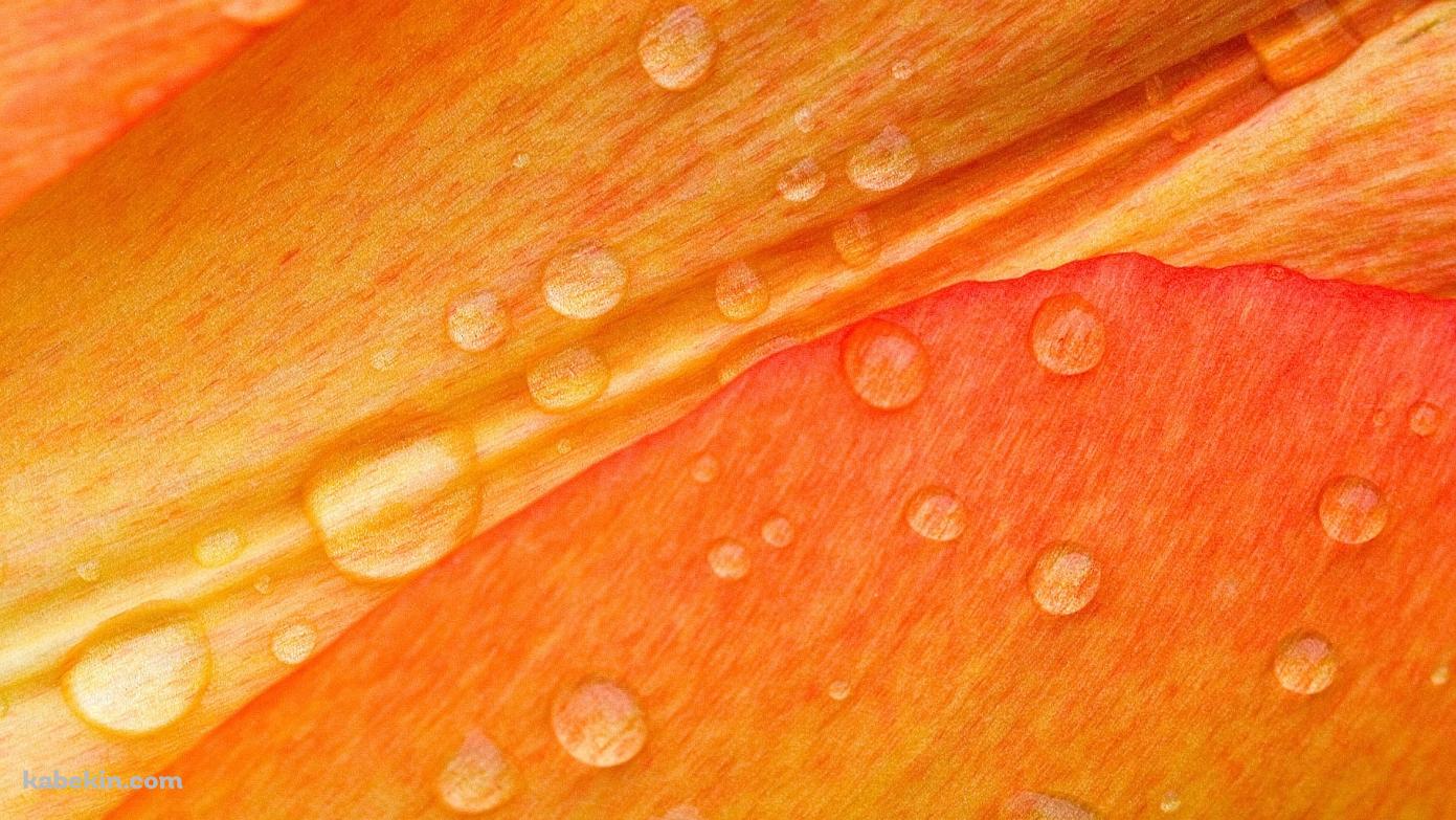 水滴のついたオレンジの花の壁紙(1391px x 783px) 高画質 PC・デスクトップ用