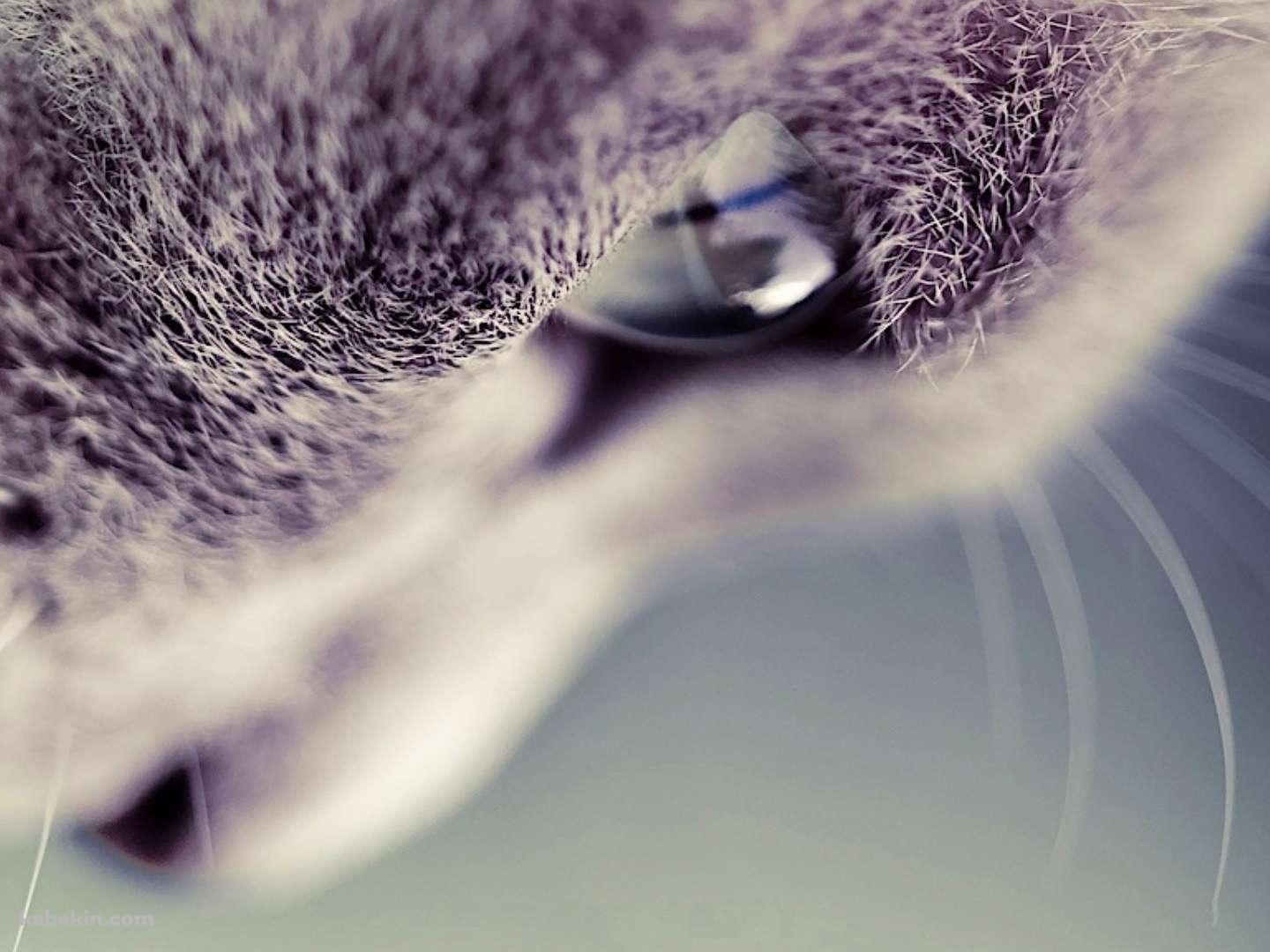 下を見る猫の顔のアップの壁紙(1440px x 1080px) 高画質 PC・デスクトップ用