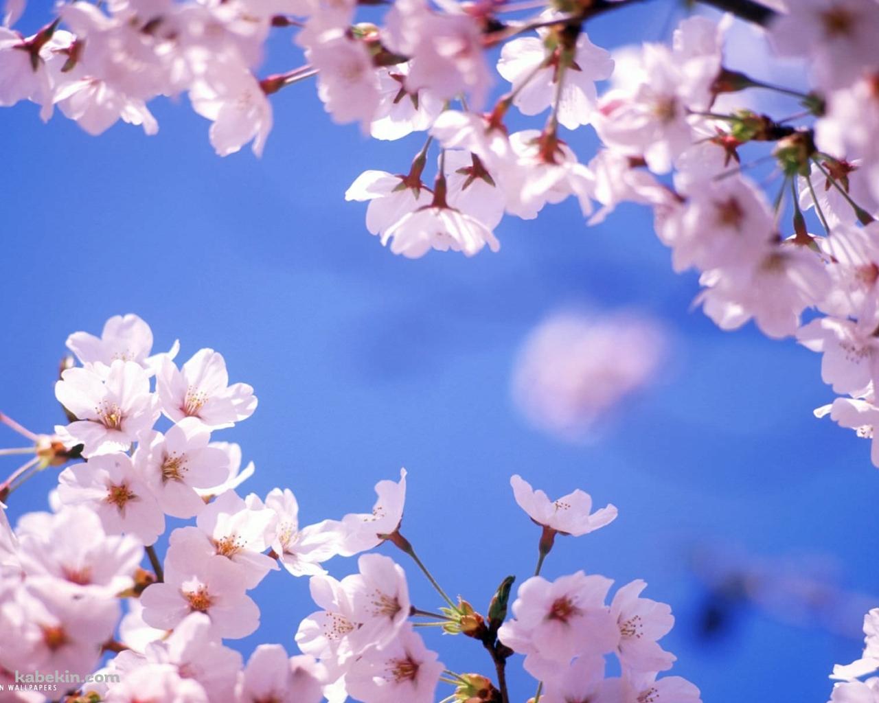 Cherry Blossomの壁紙(1280px x 1024px) 高画質 PC・デスクトップ用