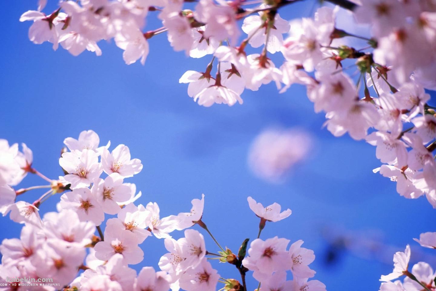 Cherry Blossomの壁紙(1440px x 960px) 高画質 PC・デスクトップ用