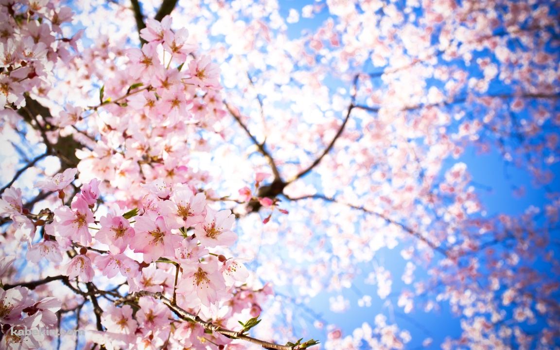 青空 下から見上げた桜の壁紙(1152px x 720px) 高画質 PC・デスクトップ用